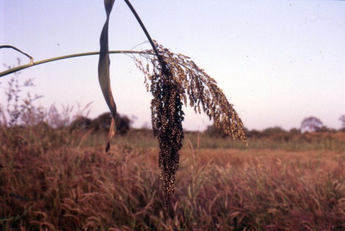 Miglio senegalese
